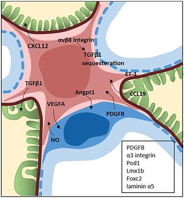 The Glomerulus According to the Mesangium